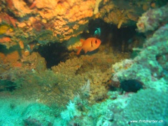 Myripristis pralinia (Roter Soldatenfisch)